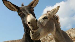 Burros