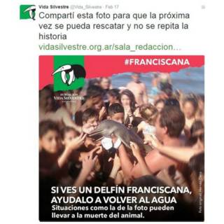 Delfín varado