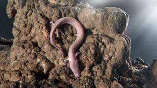 Olm