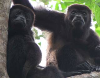 monos