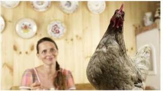 Ayam