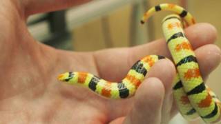 Serpiente