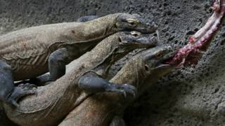 komodo at prague zoo