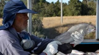 Trabajador en granja de salmón chileno