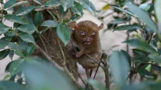 tarsius belitung