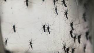 Mosquito transmisor del virus zika, Aedes Aegypti