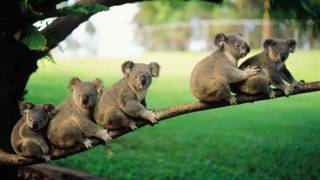 Alamy