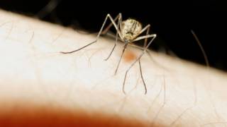 El mosquito Culex molestus