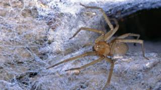 La araña de rincón