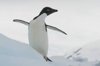 Pinguino