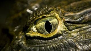 Los cocodrilos pueden acechar a sus presas sin mover la cabeza gracias a la particularidad de sus ojos.
