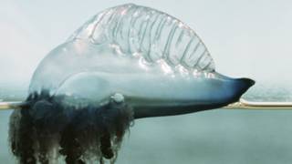 jelly fish