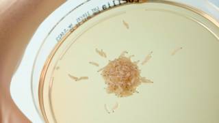 Larvas