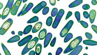 Clostridium difficile