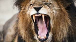 León con la boca abierta