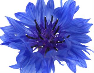flor de maiz azul