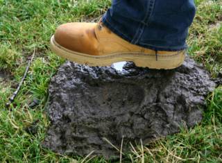 cow_dung