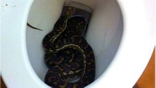 Serpiente en un inodoro