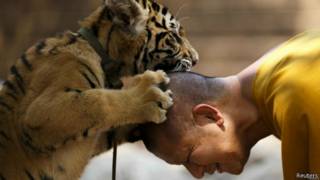 tiger