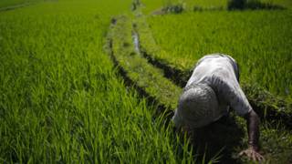 Sawah padi