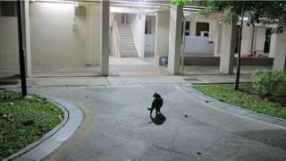 在新加坡义顺区“的社区猫”。