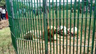 lion