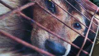 _dog_cage