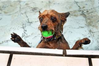 _yorkshire_ball_