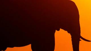 gajah