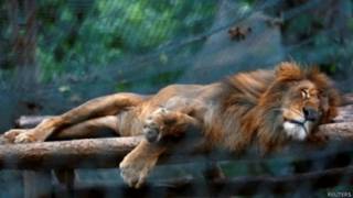 Singa kelaparan Venezuela
