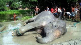 Gajah