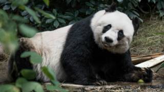 Jia Jia