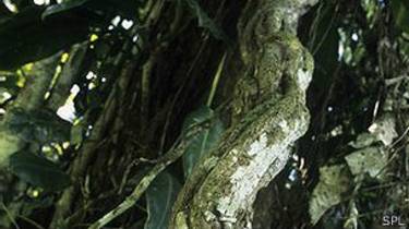 Ayahuasca