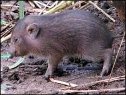 Los Cerdos Mas Pequenos Del Mundo Bbc News Mundo