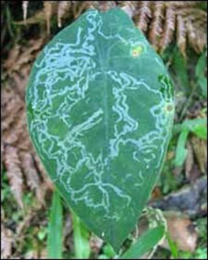 Una Planta Que Se Hace La Enferma Bbc News Mundo