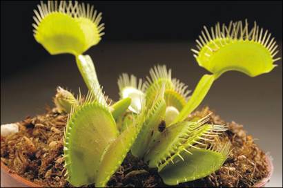 Plantas Carnivoras Contra El Dengue Bbc News Mundo