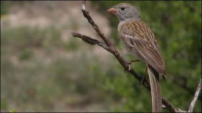 Sarang Burung Pipit Langka Ditemukan Bbc News Indonesia