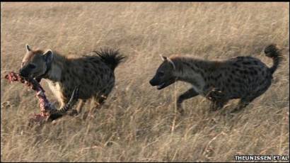 Ilmuwan Ungkap Arti Suara Hyena Bbc News Indonesia