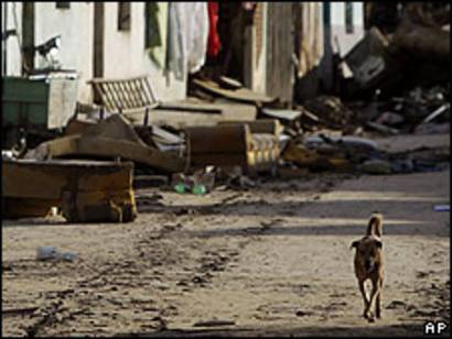 enfermedades que transmiten los perros callejeros a los humanos