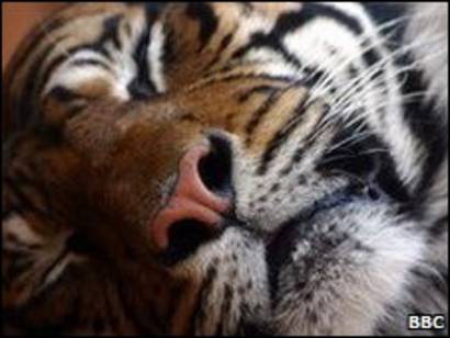 30++ Harimau sumatera termasuk hewan langka karena new