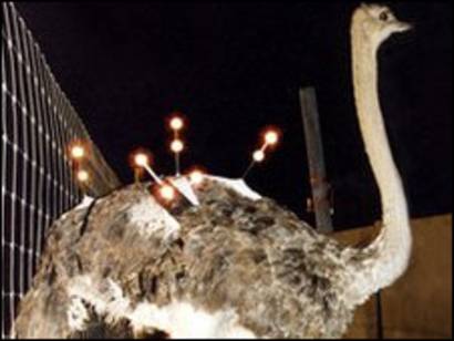 Burung Unta Lebih Cepat Dari Manusia Bbc News Indonesia