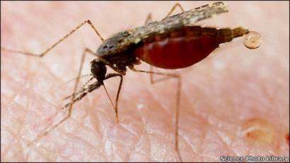 ¿Cómo causa la muerte el parásito de la malaria en individuos no tratados?