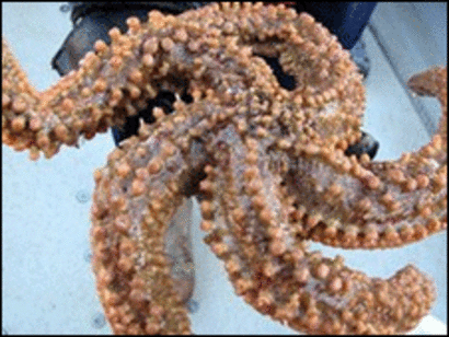 Wallpaper Estrellas De Mar Contra Asma Y Artritis Bbc News Mundo Desktop Wallpaper Free