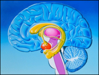 Tamaño de la frente y el cerebro Tamaño de la frente y el cerebro