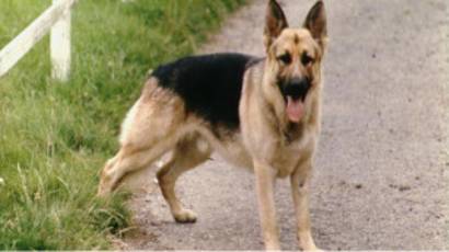 Shanghai Terapkan Kebijakan Satu Anjing Bbc News Indonesia