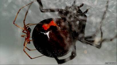 Los Machos De Las Viudas Negras Huelen A Las Hembras Canibales Bbc News Mundo