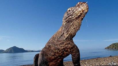 Pulau Komodo Terpilih Salah Satu Tujuh Keajaiban Dunia Baru Bbc