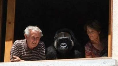 Lo Bueno Y Lo Malo De Tener Un Gorila Bbc News Mundo