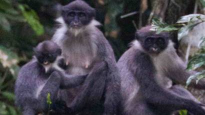 Monyet Punah Ditemukan Kembali Bbc News Indonesia
