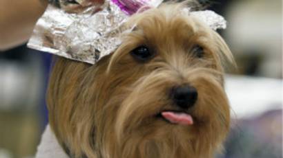 Jutaan Dolar Habis Untuk Hewan Peliharaan Bbc News Indonesia